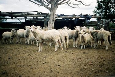 Our Wooly Sheep Our Wooly Sheep